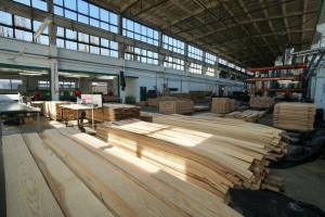 forest---100Forestproduction