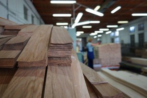 forest---158Forestproduction