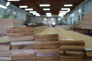 forest---159Forestproduction